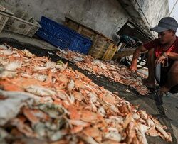 Fenomena El Nino tingkatkan tangkapan nelayan Cilincing